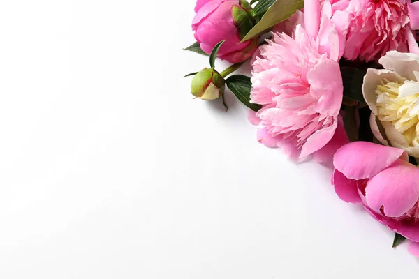 Illatos pünkösdi rózsa fehér alapon. Gyönyörű tavaszi virágok — Stock Fotó
