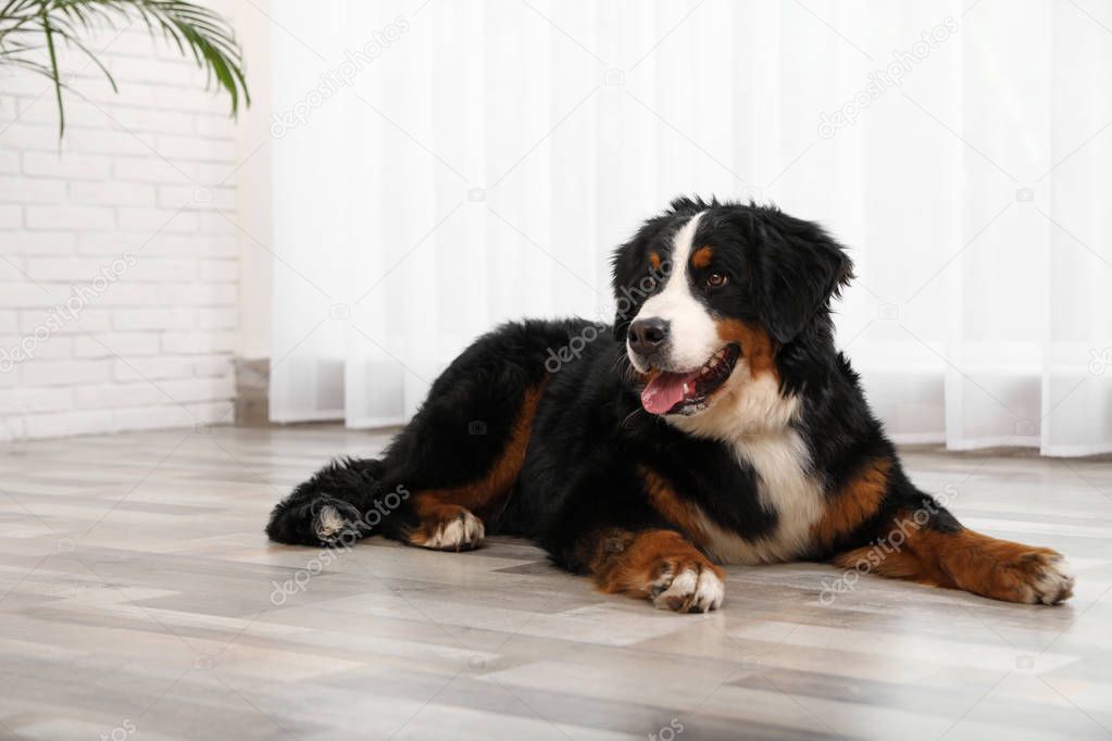 Cute Bernese mountain dog on floor indoors