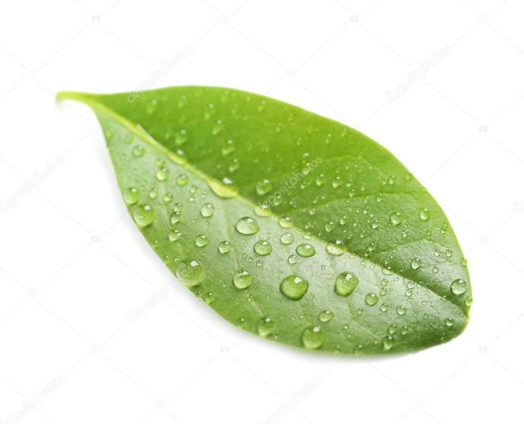 Green leaf with dew on white background