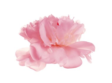 Beyaz arka planda güzel ihale şakayık. Kokulu Bahar çiçeği