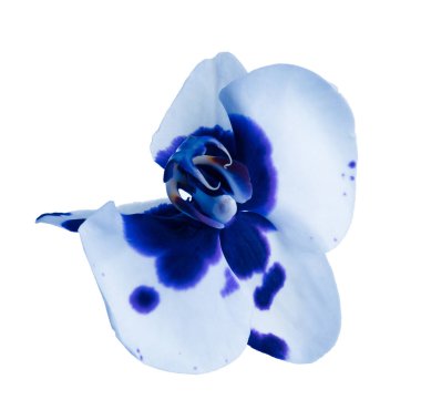 Beyaz arka planda güzel parlak mavi orkide