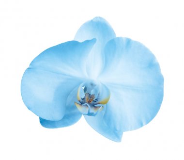 Beyaz arka planda güzel parlak mavi orkide