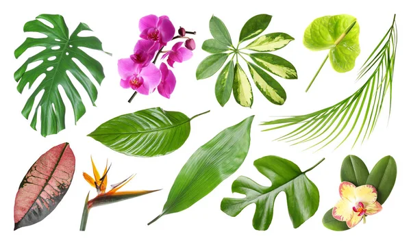 白色背景的一组新鲜的热带叶子和鲜花 — 图库照片