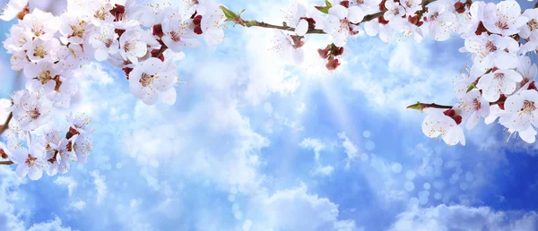 Branches d'arbres avec de belles petites fleurs contre le ciel bleu, espace pour le texte. Incroyable fleur de printemps — Photo