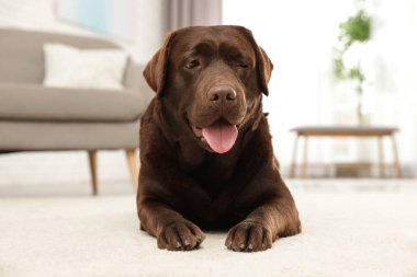 Çikolata labrador retriever kapalı yerde yatan