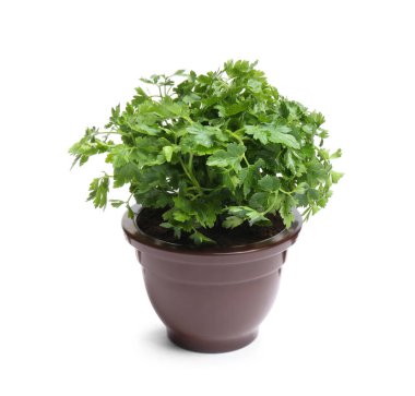 Beyaz arka planda pot taze yeşil organik maydanoz