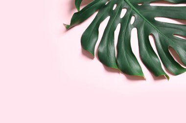 Renk arka plan üzerinde yeşil taze Monstera yaprak, metin alanı ile üst görünüm. Tropikal bitki