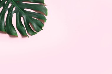 Renk arka plan üzerinde yeşil taze Monstera yaprak, metin alanı ile üst görünüm. Tropikal bitki