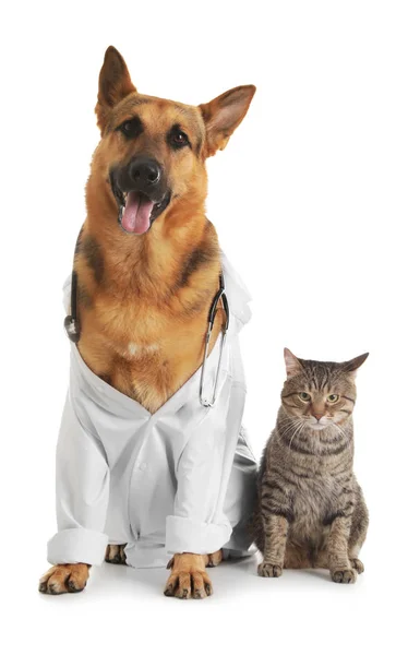 Německý pastýř se stetoskem oděný jako veterinář doc a Cat na bílém pozadí — Stock fotografie