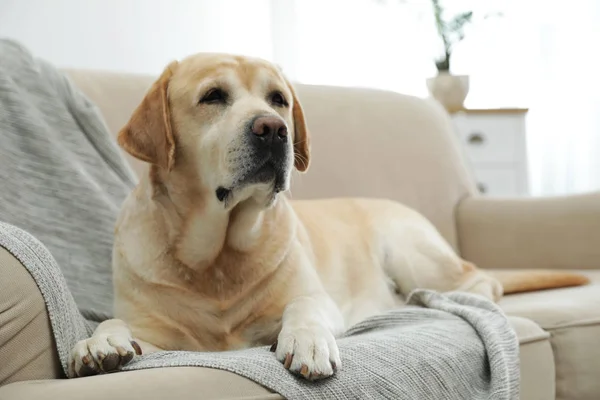 Recuperador labrador amarillo en acogedor sofá interior —  Fotos de Stock