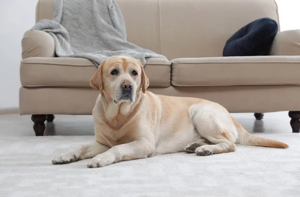 Żółty labrador retriever leżący na podłodze w pomieszczeniach — Zdjęcie stockowe