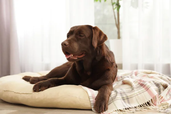 Evcil hayvan yastık kapalı çikolata labrador retriever — Stok fotoğraf