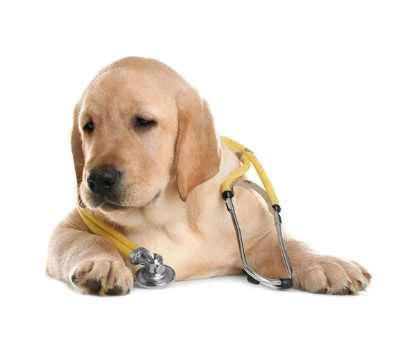 흰색 배경에 수의사로 청진기를 가진 귀여운 작은 개 — 스톡 사진