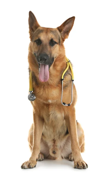 Roztomilý pejsek s stetoskop jako veterinář na bílém pozadí — Stock fotografie