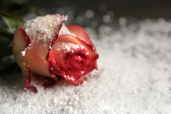 Bela rosa na neve, espaço para texto — Fotografia de Stock