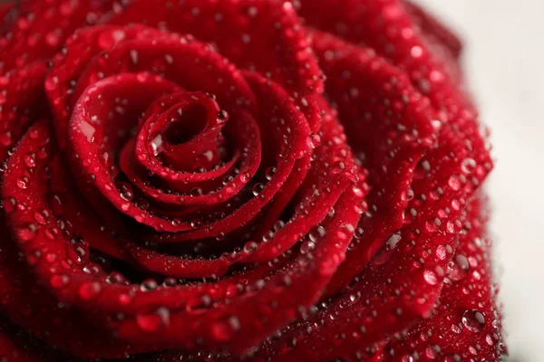 Bella rosa rossa con gocce d'acqua su sfondo bianco, primo piano — Foto Stock