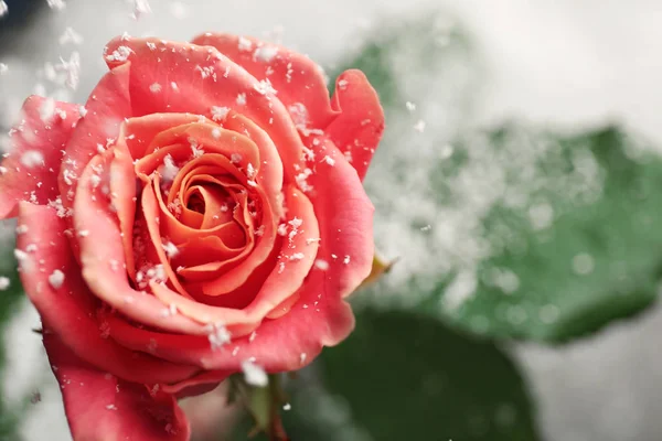 Bella rosa con neve su sfondo sfocato, primo piano. Spazio per testo — Foto Stock