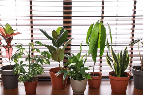 Diferentes plantas en maceta verde en el alféizar de la ventana en casa — Foto de Stock