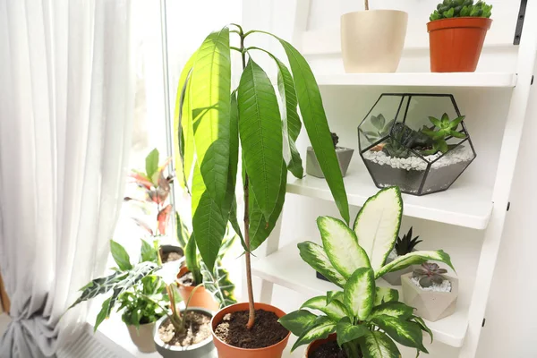 Plantas envasadas verdes diferentes perto da janela em casa — Fotografia de Stock