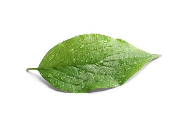 Folha verde com orvalho sobre fundo branco — Fotografia de Stock