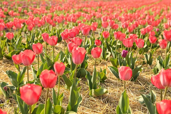 Campo com belas tulipas frescas. Flores de primavera florescendo — Fotografia de Stock