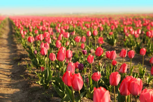 Campo com belas tulipas frescas, espaço para texto. Flores de primavera florescendo — Fotografia de Stock