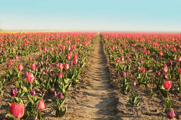 Campo com belas tulipas frescas. Flores de primavera florescendo — Fotografia de Stock