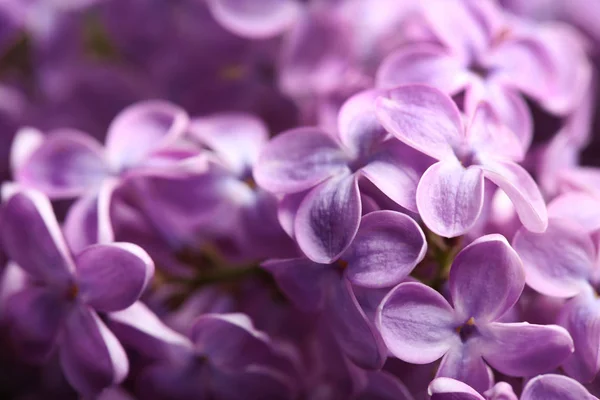 Vackra blommande syren som bakgrund, närbild. Vårens blommor — Stockfoto