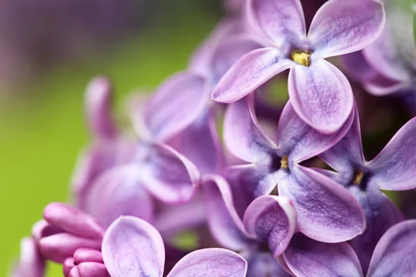 Beautiful blossoming lilac flowers on blurred background, closeup. Space for text — Stock Photo, Image