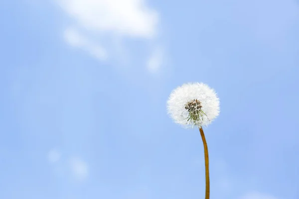 Vista da vicino del dente di leone contro il cielo blu, spazio per il testo. Attivazione dell'allergia — Foto Stock