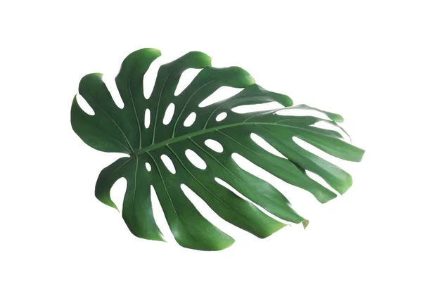 Folha de monstera fresca verde isolada em branco. Plantas tropicais — Fotografia de Stock