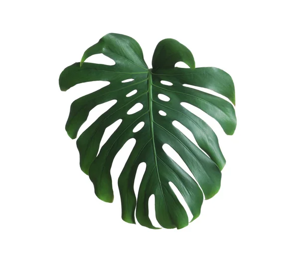 Folha de monstera fresca verde isolada em branco. Plantas tropicais — Fotografia de Stock