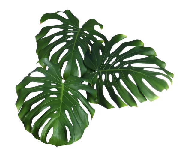 O monstera fresco verde deixa no fundo branco. Plantas tropicais — Fotografia de Stock