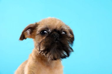 Renkli arka planda kamera bakarak komik Brüksel Griffon köpek stüdyo portresi. Metin alanı