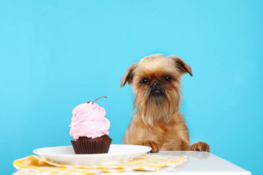Renkli arka plan karşı komik Brüksel Griffon köpek ve lezzetli pasta Stüdyo portre
