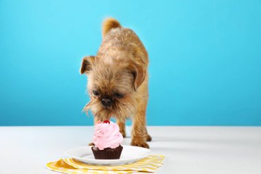 Komik Brüksel Griffon köpek stüdyo portre renk arka plan karşı lezzetli Cupcake yeme