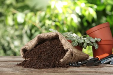 Bag of soil and gardening equipment on wooden table against blurred background, space for text clipart