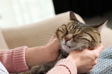 Kanepe, çekim sahibi ile sevimli tekir kedi. Dost canlısı Evcil hayvan