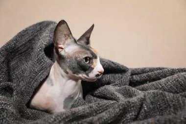 Sevimli Sphynx kedi kanepede ekose ile kaplıdır. Dost canlısı Evcil hayvan