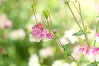 Yeşil bahçede güzel parlak aquilegia, closeup. Bahar çiçekleri