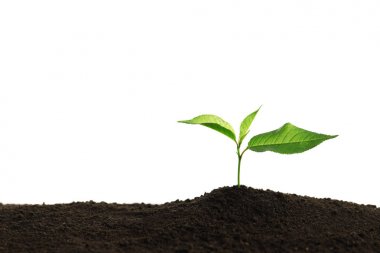 Beyaz arka planda verimli topraklarda genç bir bitki, yazı için yer var. Bahçe zamanı.