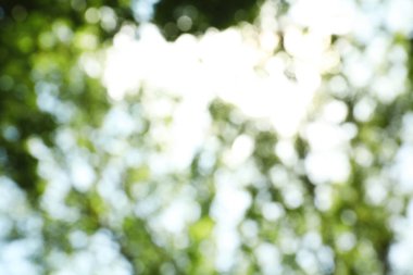 Soyut yeşil arkaplanın bulanık görünümü. Bokeh etkisi