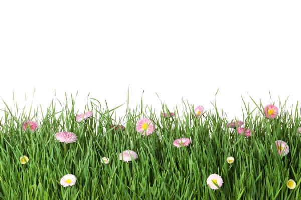 Grama verde vibrante com belas flores no fundo branco — Fotografia de Stock