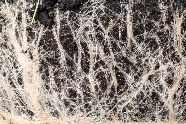 Vue rapprochée des racines de l'herbe dans le sol comme fond — Photo