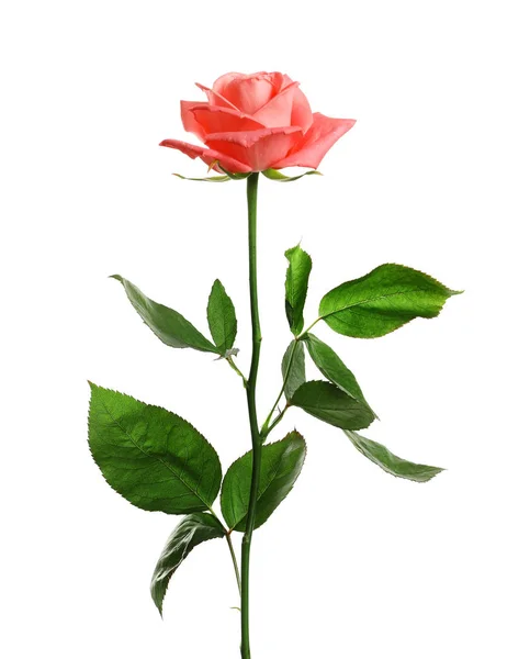 美丽绽放的粉红色玫瑰在白色背景 — 图库照片