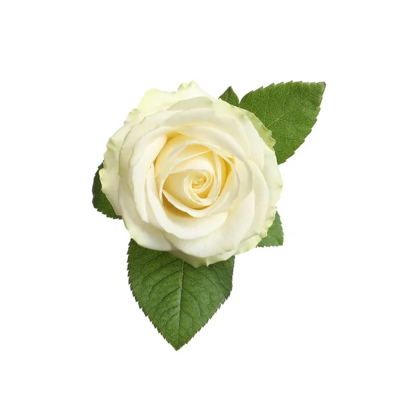 Beautiful blooming rose on white background, top view — Stock Photo, Image