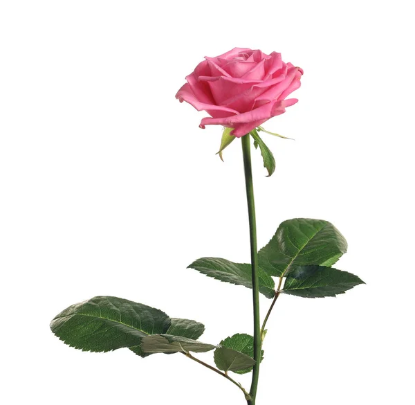 Bela rosa florescendo no fundo branco — Fotografia de Stock