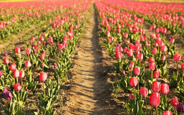 Field with fresh beautiful tulips. Blooming spring flowers — Stock Photo, Image