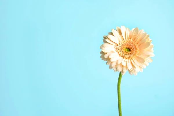 Mooie heldere Gerbera bloem op kleur achtergrond. Ruimte voor tekst — Stockfoto