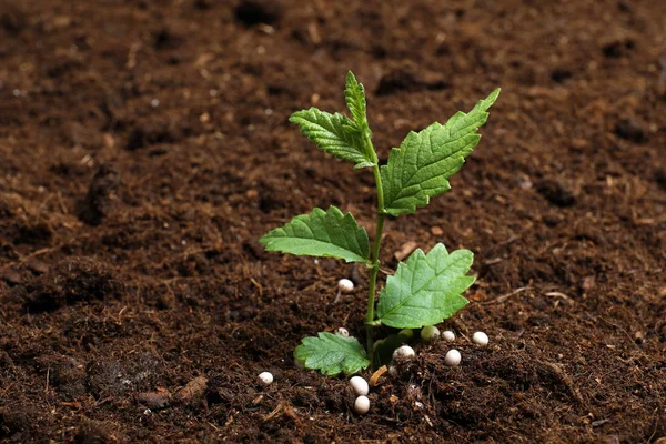 Fresh growing plant and fertilizer on soil, space for text. Gardening time — Stock Photo, Image